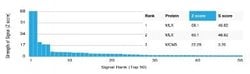 MLX Antibody (PCRP-MLX-1G8) - Azide and BSA Free, Novus Biologicals 100
